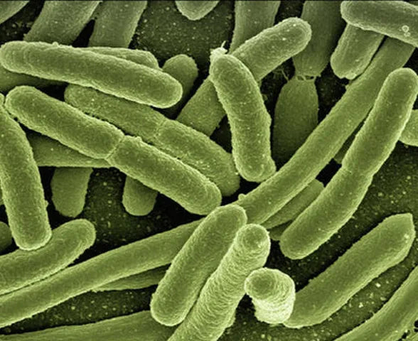 Exactly How Does Silver Kill Bacteria?