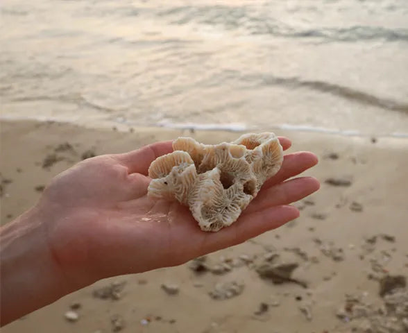 Coral Calcium Nature's Secret