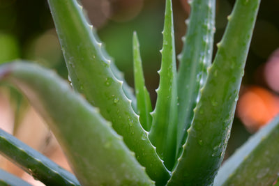 Toothpaste with Aloe Vera: How Can Aloe Vera Be Used for Gum Health?