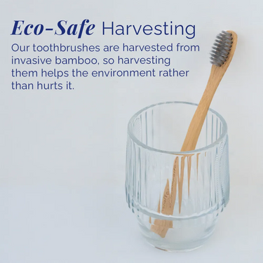 Coral Bamboo Toothbrush made from sustainably harvested invasive bamboo, shown in a clear glass cup on a white background, highlighting eco-safe harvesting practices that support environmentally responsible oral care.